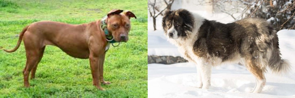 Caucasian Shepherd vs American Pit Bull Terrier - Breed Comparison