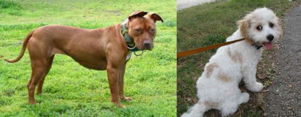Cavachon vs American Pit Bull Terrier - Breed Comparison