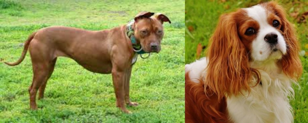 Cavalier King Charles Spaniel vs American Pit Bull Terrier - Breed Comparison