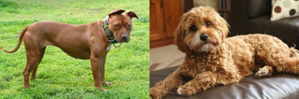 Cavapoo vs American Pit Bull Terrier - Breed Comparison