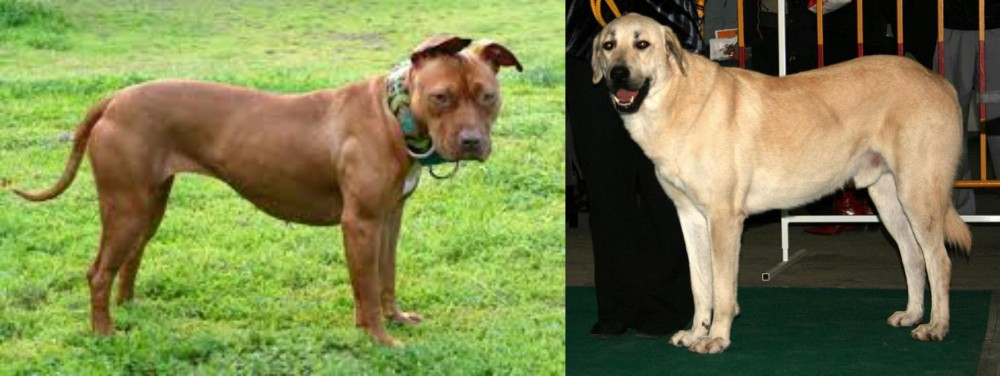 Central Anatolian Shepherd vs American Pit Bull Terrier - Breed Comparison