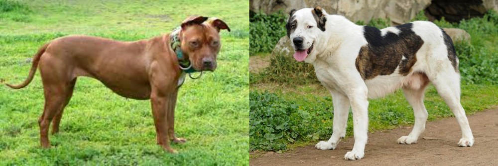 Central Asian Shepherd vs American Pit Bull Terrier - Breed Comparison