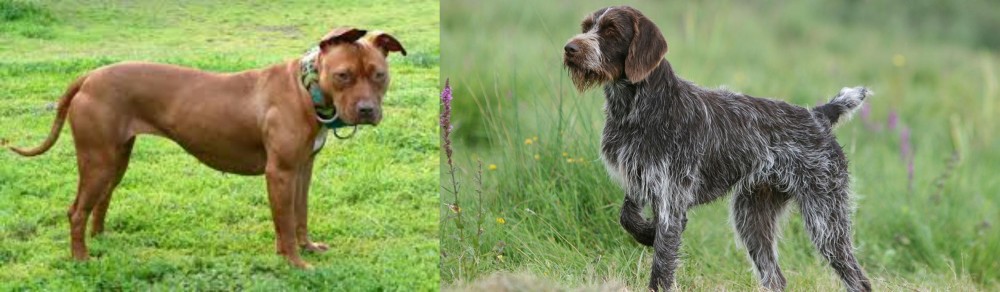 Cesky Fousek vs American Pit Bull Terrier - Breed Comparison