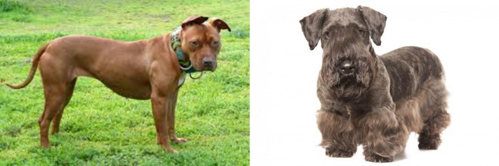 Cesky Terrier vs American Pit Bull Terrier - Breed Comparison