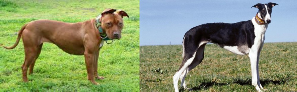 Chart Polski vs American Pit Bull Terrier - Breed Comparison