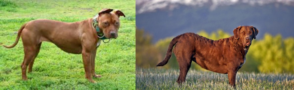 Chesapeake Bay Retriever vs American Pit Bull Terrier - Breed Comparison