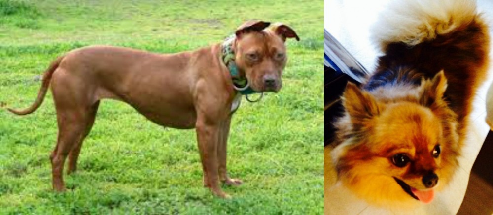 Chiapom vs American Pit Bull Terrier - Breed Comparison