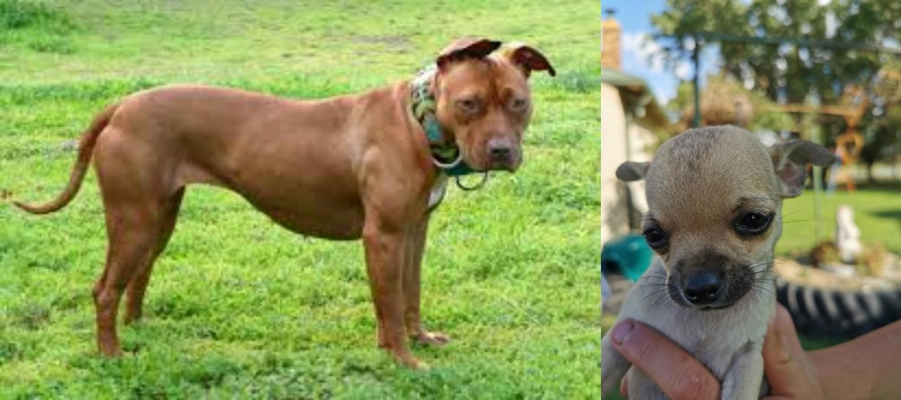 Chihuahua vs American Pit Bull Terrier - Breed Comparison
