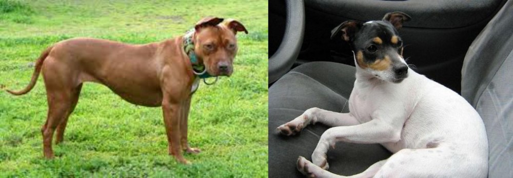 Chilean Fox Terrier vs American Pit Bull Terrier - Breed Comparison