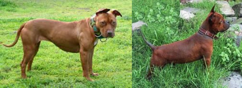 Chinese Chongqing Dog vs American Pit Bull Terrier - Breed Comparison