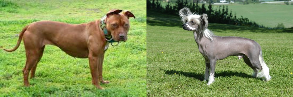 Chinese Crested Dog vs American Pit Bull Terrier - Breed Comparison