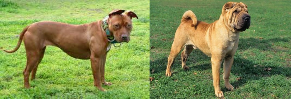 Chinese Shar Pei vs American Pit Bull Terrier - Breed Comparison