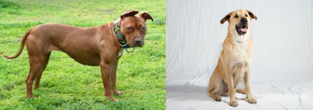 Chinook vs American Pit Bull Terrier - Breed Comparison