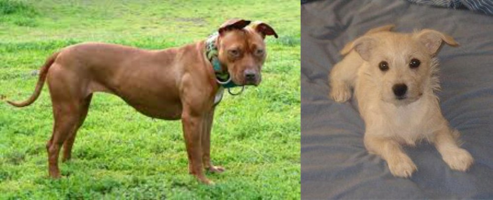 Chipoo vs American Pit Bull Terrier - Breed Comparison