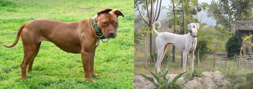Chippiparai vs American Pit Bull Terrier - Breed Comparison