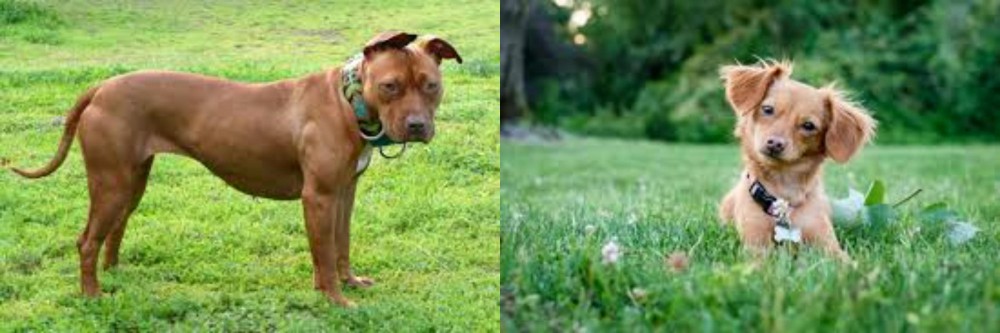 Chiweenie vs American Pit Bull Terrier - Breed Comparison