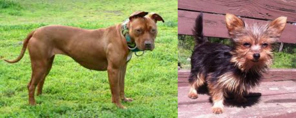 Chorkie vs American Pit Bull Terrier - Breed Comparison