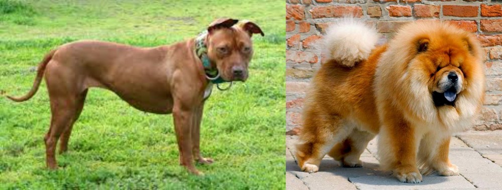 Chow Chow vs American Pit Bull Terrier - Breed Comparison