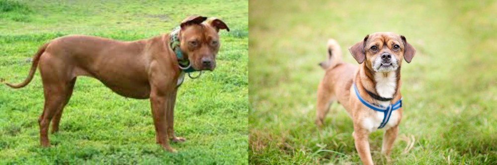 Chug vs American Pit Bull Terrier - Breed Comparison