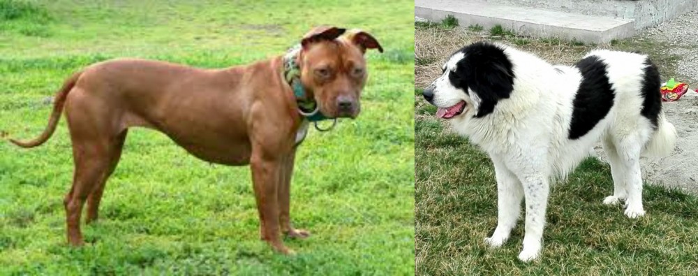 Ciobanesc de Bucovina vs American Pit Bull Terrier - Breed Comparison