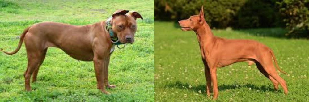 Cirneco dell'Etna vs American Pit Bull Terrier - Breed Comparison