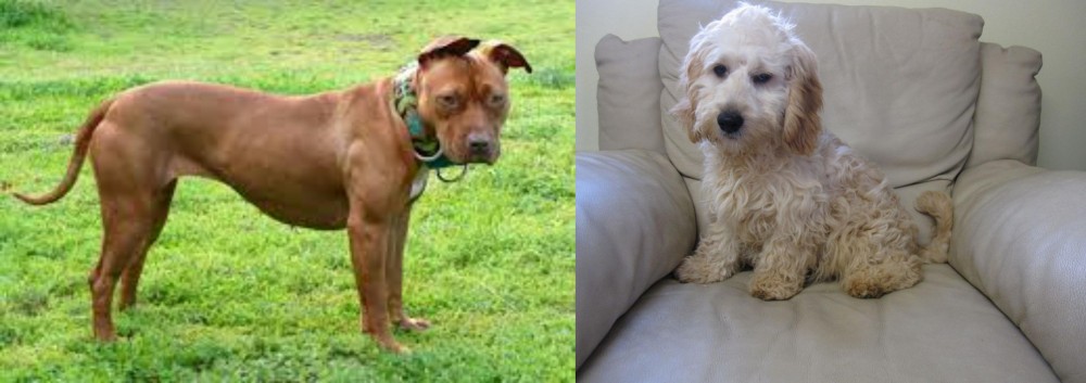 Cockachon vs American Pit Bull Terrier - Breed Comparison