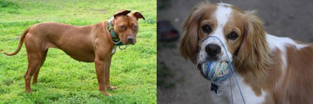 Cockalier vs American Pit Bull Terrier - Breed Comparison