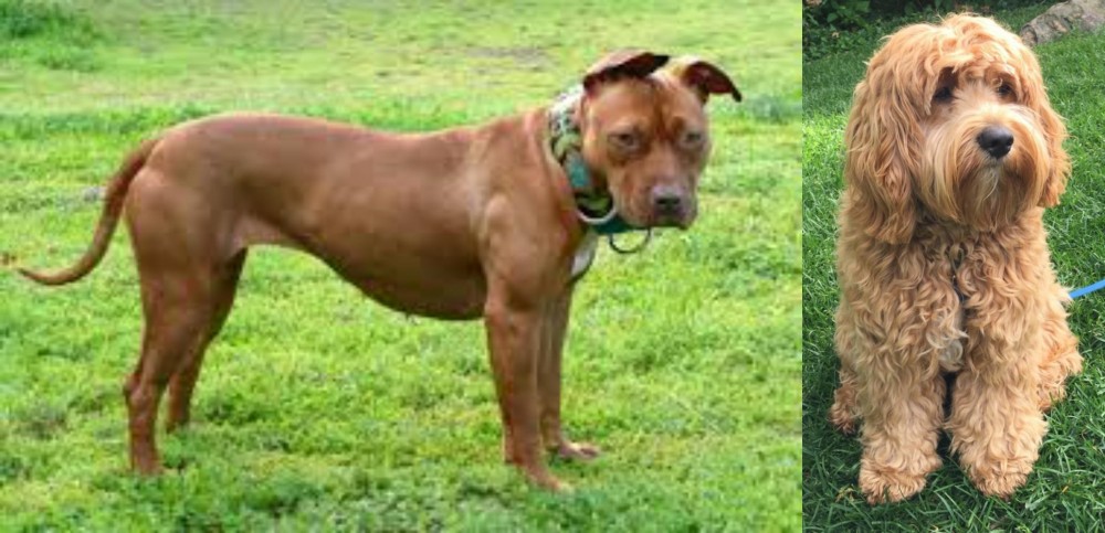 Cockapoo vs American Pit Bull Terrier - Breed Comparison