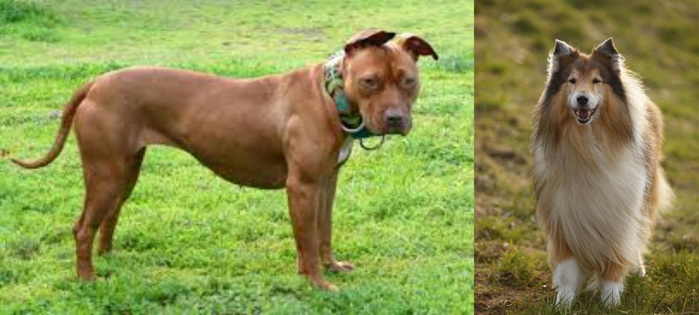 Collie vs American Pit Bull Terrier - Breed Comparison