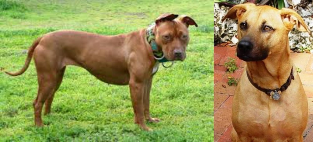 Combai vs American Pit Bull Terrier - Breed Comparison