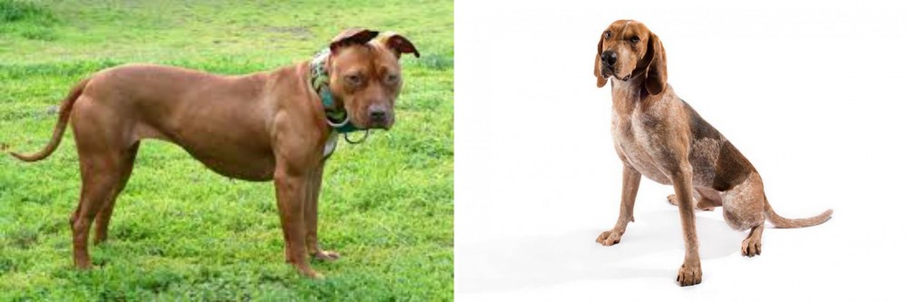 Coonhound vs American Pit Bull Terrier - Breed Comparison