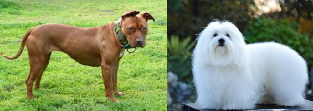Coton De Tulear vs American Pit Bull Terrier - Breed Comparison