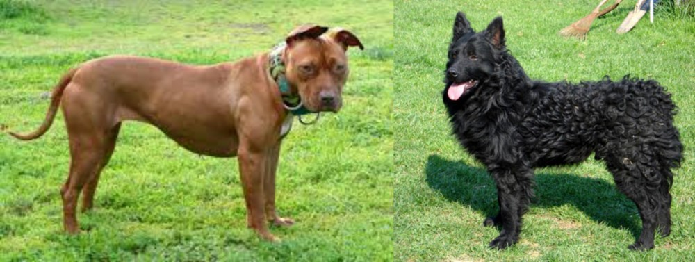 Croatian Sheepdog vs American Pit Bull Terrier - Breed Comparison