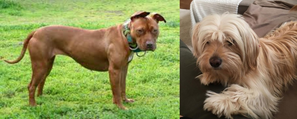 Cyprus Poodle vs American Pit Bull Terrier - Breed Comparison