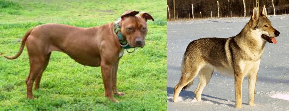 Czechoslovakian Wolfdog vs American Pit Bull Terrier - Breed Comparison