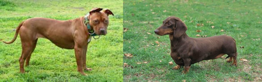 Dachshund vs American Pit Bull Terrier - Breed Comparison