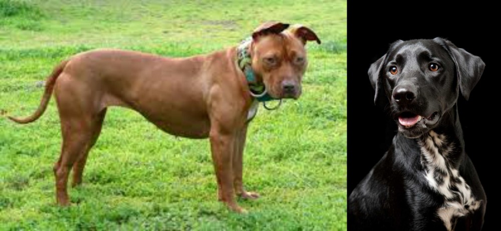 Dalmador vs American Pit Bull Terrier - Breed Comparison