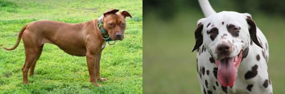 Dalmatian vs American Pit Bull Terrier - Breed Comparison