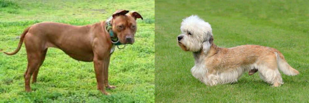 Dandie Dinmont Terrier vs American Pit Bull Terrier - Breed Comparison