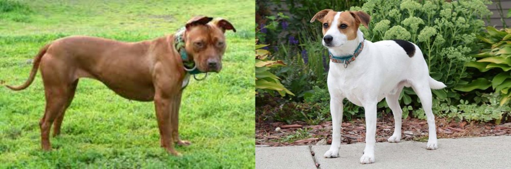 Danish Swedish Farmdog vs American Pit Bull Terrier - Breed Comparison