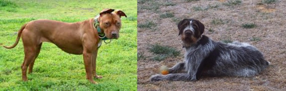 Deutsch Drahthaar vs American Pit Bull Terrier - Breed Comparison