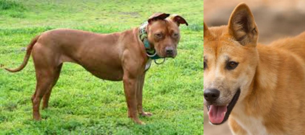 Dingo vs American Pit Bull Terrier - Breed Comparison