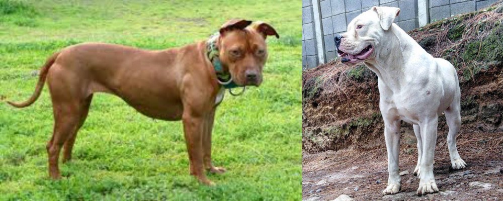 Dogo Guatemalteco vs American Pit Bull Terrier - Breed Comparison