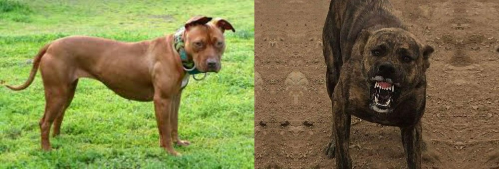 Dogo Sardesco vs American Pit Bull Terrier - Breed Comparison
