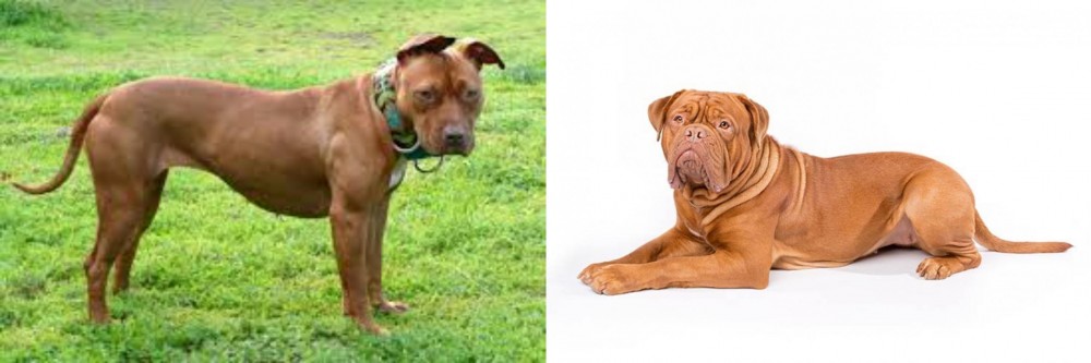 Dogue De Bordeaux vs American Pit Bull Terrier - Breed Comparison