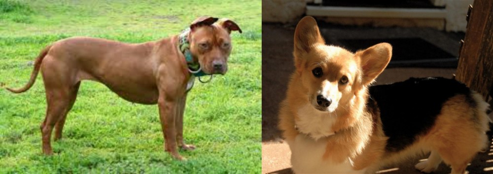 Dorgi vs American Pit Bull Terrier - Breed Comparison