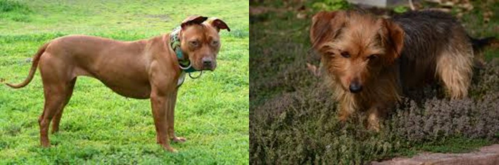 Dorkie vs American Pit Bull Terrier - Breed Comparison