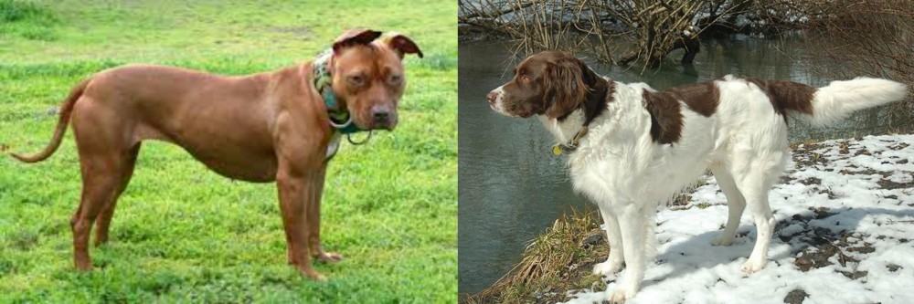 Drentse Patrijshond vs American Pit Bull Terrier - Breed Comparison
