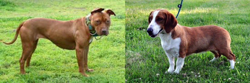 Drever vs American Pit Bull Terrier - Breed Comparison