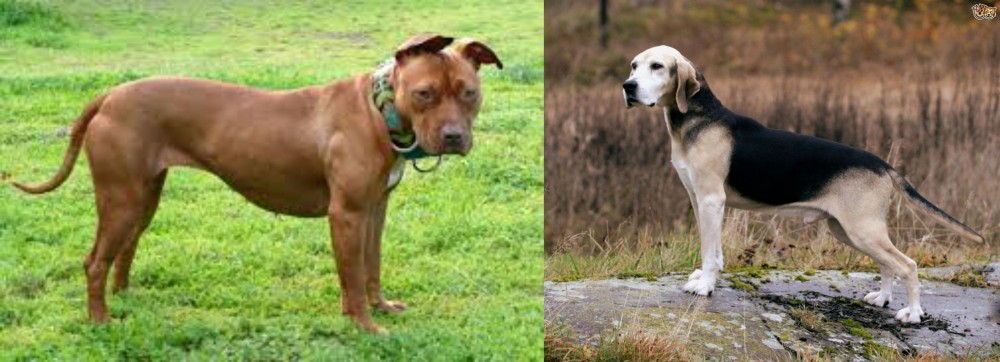 Dunker vs American Pit Bull Terrier - Breed Comparison